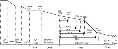 Comparing Soil Nitrous Oxide and Methane Fluxes From Oil Palm Plantations and Adjacent Riparian Forests in Malaysian Borneo